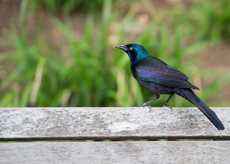 Rainbow Raven portrait blackbird portrait on the green backgroundの写真素材