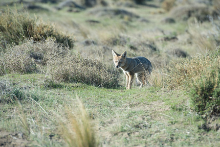 grey fox while hunting on the grass background