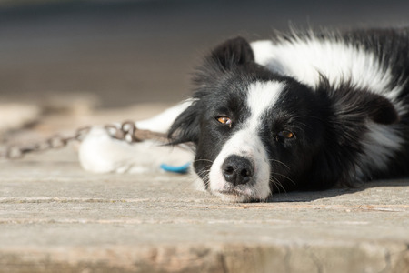 chained border collie dog looking at you in a farmの写真素材