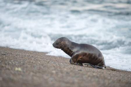 patagonia sea lion portrait seal on the beachの写真素材