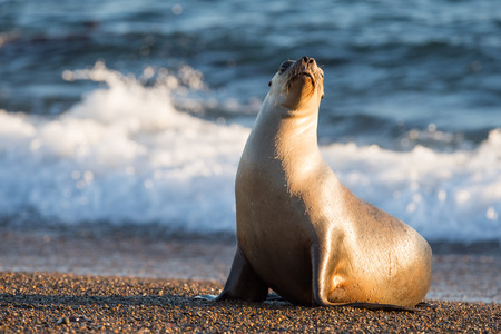 patagonia sea lion portrait seal on the beachの写真素材