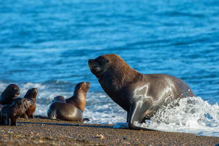 Big Male sea lion seal on Patagonia beachの写真素材
