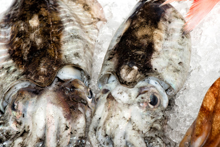 fresh cuttlefish at the market close up detailの写真素材