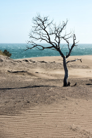 lonely dead tree on desert ocean beach sand dunes backgroundの写真素材