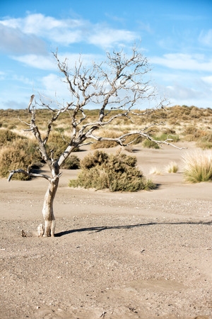 lonely dead tree on desert sand dunes backgroundの写真素材