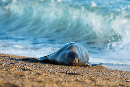 patagonia sea lion portrait while relaxing on the beachの写真素材