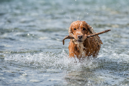 cocker spaniel while running to you in the waterの写真素材