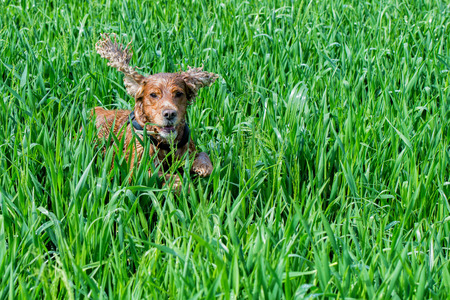 cocker spaniel while running in the green grass backgroundの写真素材