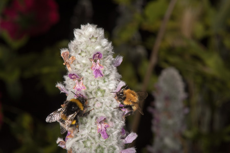 Bee while sucking pollen from flower macro detail