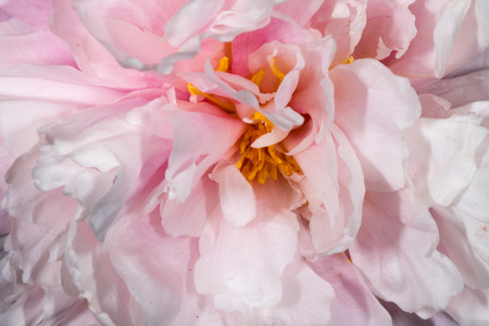 Pink flower yellow pistil Leaf macroの写真素材