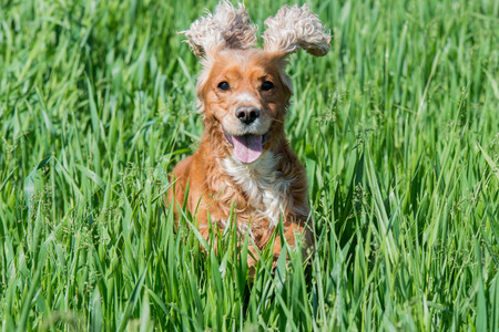 Dog puppy cocker spaniel while jumping on grass backgroundの写真素材