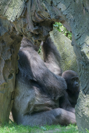 baby gorilla sleeping on mother arm