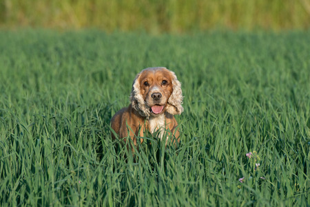 Happy english cocker spaniel while playing in the grass field