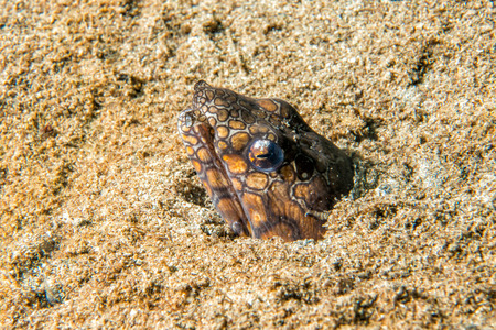 A sea snake eel mooray ready to attack from its nest