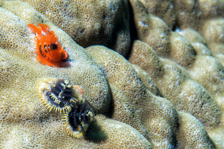 christmas tree worm on hard coral