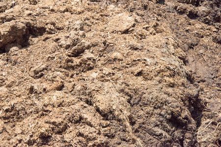 cow dung covered by fly on the grass
