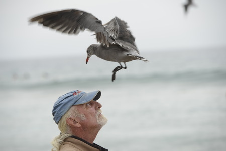 LOS ANGELES, USA - AUGUST 3, 2014 - seagull landing on a man head in Zuma sandy beachのeditorial素材