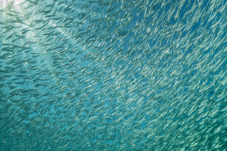 Inside a sardine school of fish close up in the deep blue seaの写真素材
