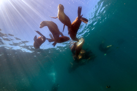 Family of Sea lion Seals on sun lightの写真素材
