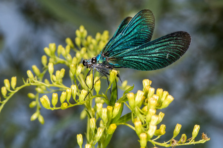 blue dragonfly on a green branch background