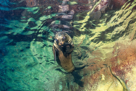 Puppy sea lion seal coming to you to have fun and playの写真素材