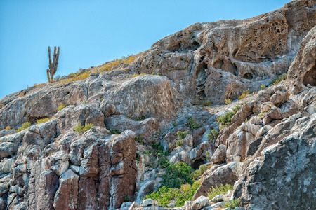 vulture buzzard birds on cactusの写真素材