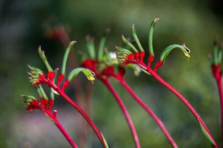 Kangaroo Pow flower West Australia symbolの写真素材