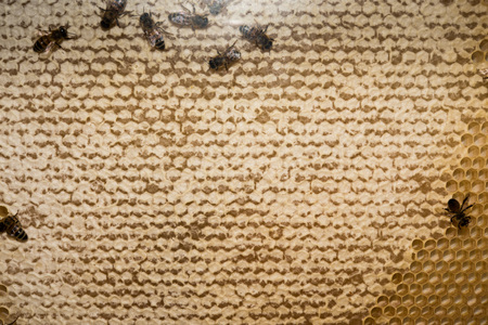bees inside beehive while making honey detailの写真素材