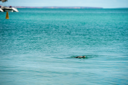 wild dolphins near the shore in Australia Monkey Mia beachの写真素材