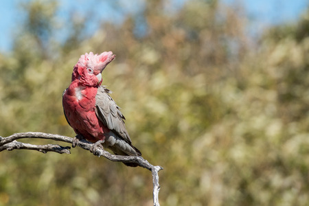 australia red and white parrot cacatua in West coast bush