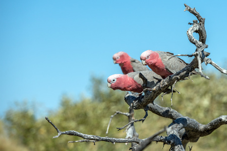 australia red and white parrot cacatua in West coast bushの写真素材