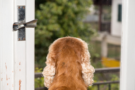 Cocker Spaniel Dog waiting at the windowの写真素材