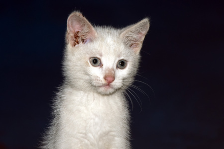 Newborn young puppy cat portrait while looking at youの写真素材