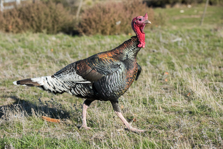 Turkey feathers close up rainbow metallic backgroundの写真素材