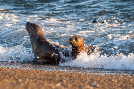patagonia  puppy sea lion portrait seal on the beachの写真素材