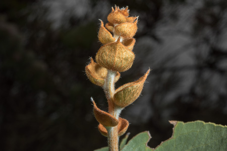 detail of australia bush flowersの写真素材