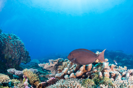 Maldives corals house for Fishes underwater landscape