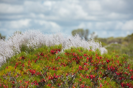 detail of australia bush flowersの写真素材