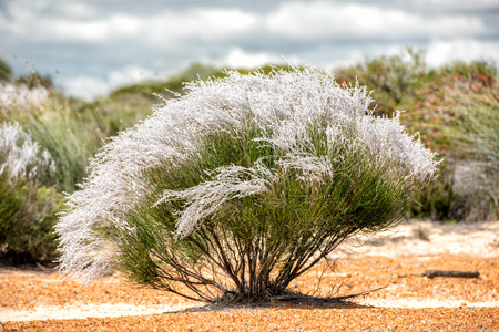 detail of australia bush flowersの写真素材