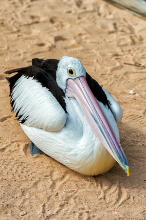 Pelican close up portrait on the beach in Australiaの写真素材