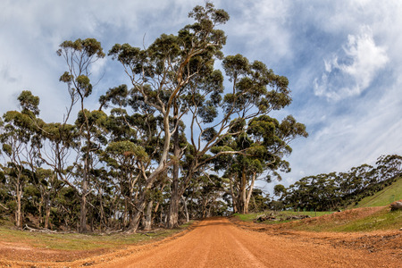 australia red road in green eucalyptus forestの写真素材