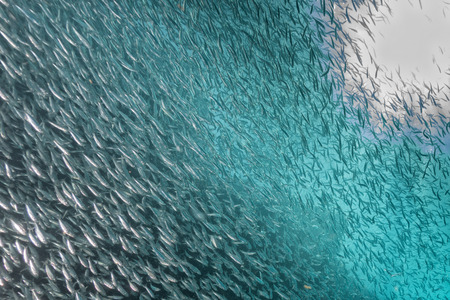 Inside a giant sardines school of fish in the reef and blue seaの写真素材