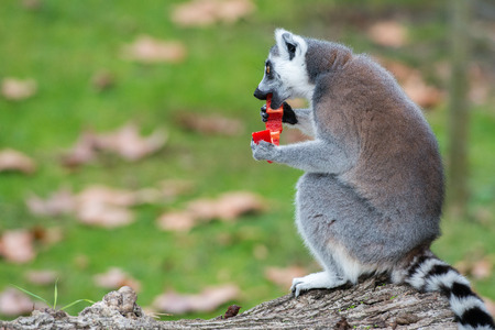 lemur monkey close up portrait while eating red pepper