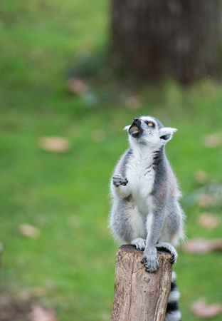 lemur monkey close up portrait