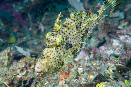 triggerfish underwater while diving in Lembeh Indonesia