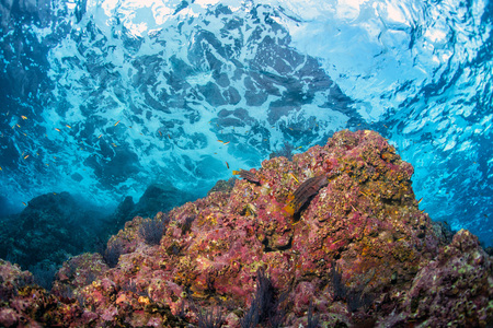 underwater waves on the reef background