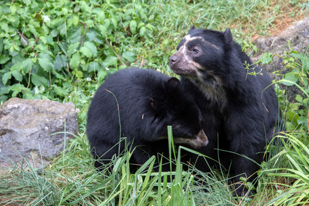 sudamerica spectacled bear portrait while looking at you