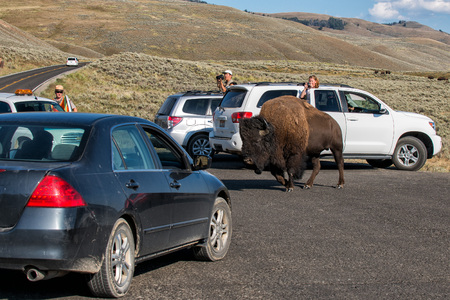 YELLOWSTONE, USA - AUGUST , 18 2012 - Buffalo Bison in Lamar Valley Yellowstone crossing road: people is too close to the animalの写真素材