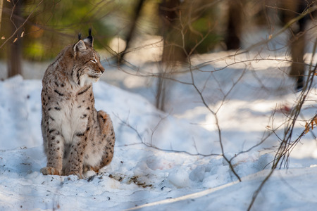 Lynx on the snow background while looking at youの写真素材
