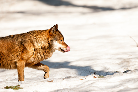 Grey wolf portrait on the snow background